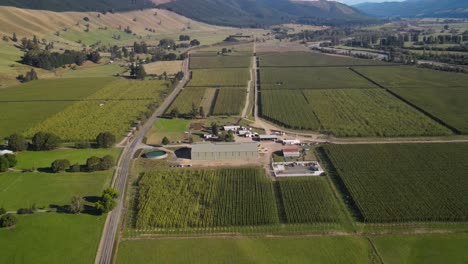 Vista-Aérea-De-La-Plantación-De-Lúpulo