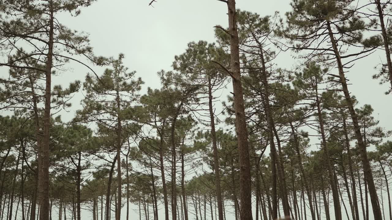 Tall pine trees rising in forest landscape with cloudy sky above