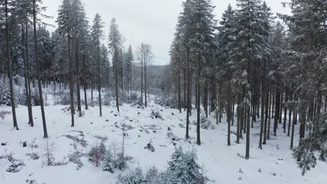 Aerial-view-of-a-frozen-forest-with-snow-covered-trees-at-winter,-winter-hiking-and-outdoor-scenery