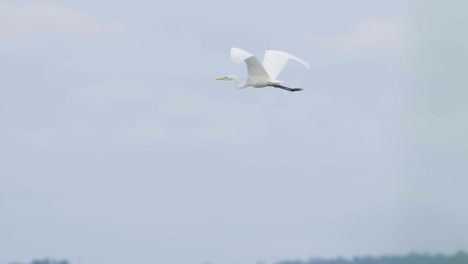 Great-white-egret-hunting-fish-in-the-lake-and-flying-walking-slow-motion