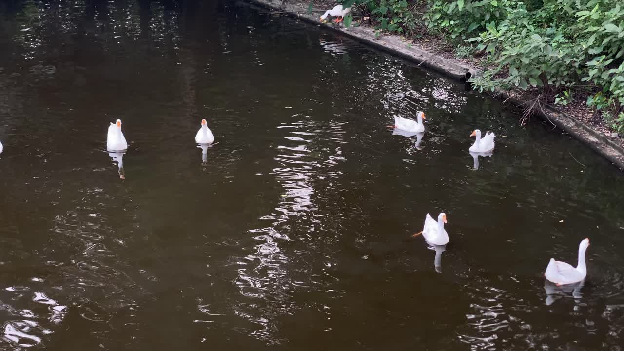 아름다운 흰색과 검은색 인도 오리가 호수에서 쉬고 움직이고 있으며 인도 서부 벵갈의 콜카타에 있는 사람들이 물에 반사되어 있습니다.