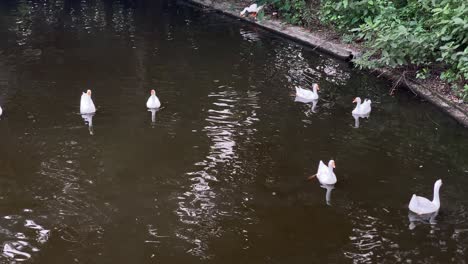 Hermosos-Patos-Indios-Blancos-Y-Negros-Descansan-Y-Se-Mueven-En-Un-Lago-Y-La-Gente-Se-Refleja-En-El-Agua-En-Kolkata,-Bengala-Occidental-India