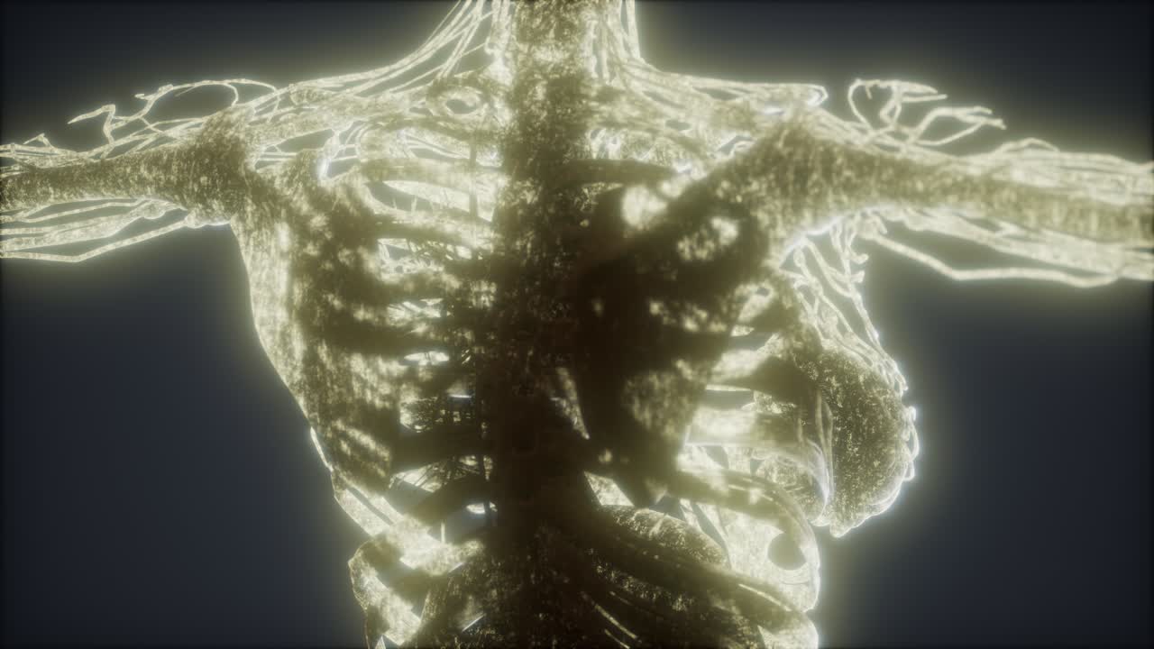 animación colorida del cuerpo humano que muestra huesos y órganos