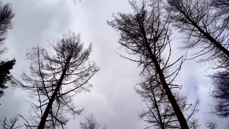 4k tall fir trees, blowing in the wind beneath an overcast sky