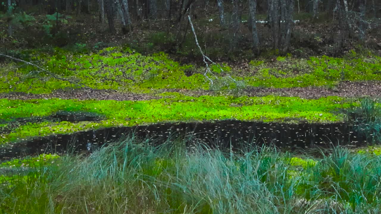 Serene Forest Swamp Landscape