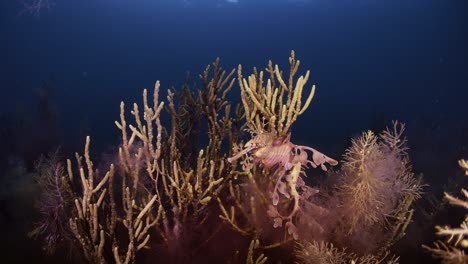 Leafy-Sea-Dragon-with-eggs-4k-slow-motion-South-Australia