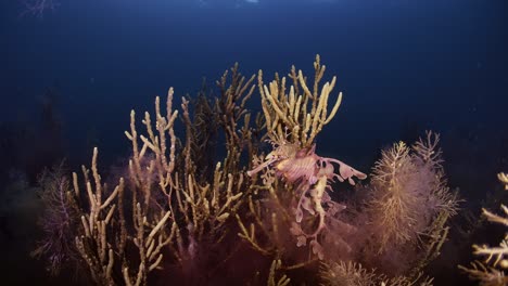 dragón de mar frondoso con huevos 4k cámara lenta sur de australia
