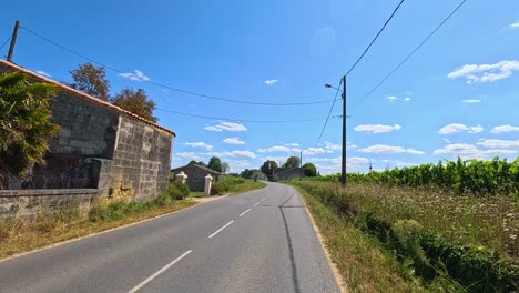 a peaceful road through lush vineyards