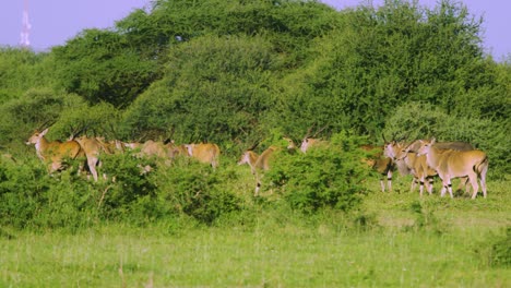 Wasserböcke-Und-Antilopen,-Die-In-Tansania-Mit-Grünem-Gras-Und-Bäumen-Weiden