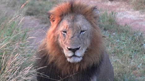 male lion with tired worn eyes maintains eye contact between tall grass at golden hour