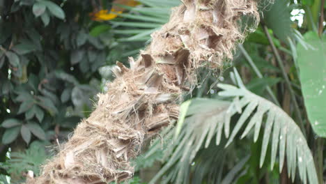 Cerca-Del-Tronco-De-Una-Palmera-En-Los-Trópicos