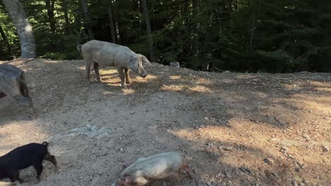 family of young wild pigs boars of corsica