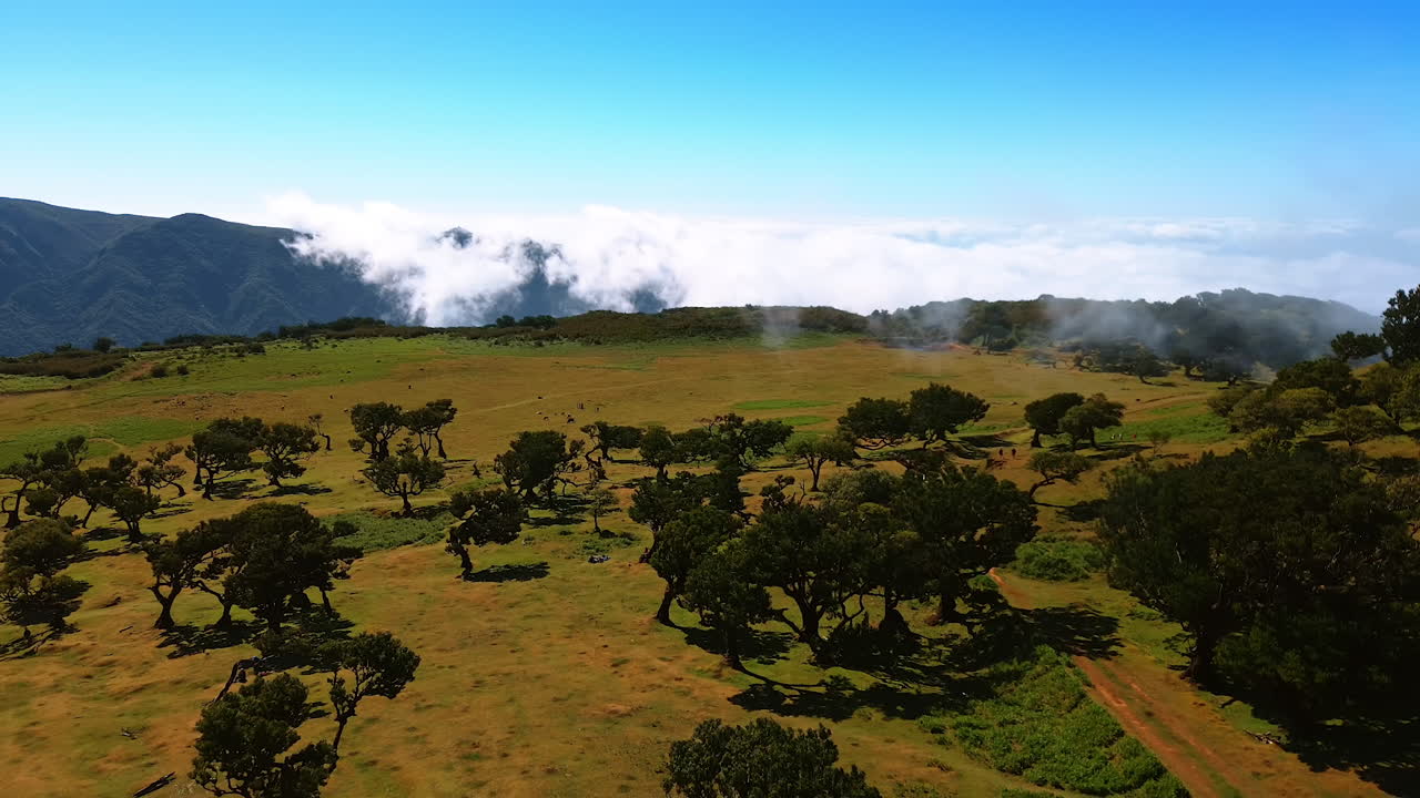 Descending above the meadow with some trees growing on. Light clouds appearing from the rock. Landscapes of the Madeira Islands, Portugal. Aerial view.