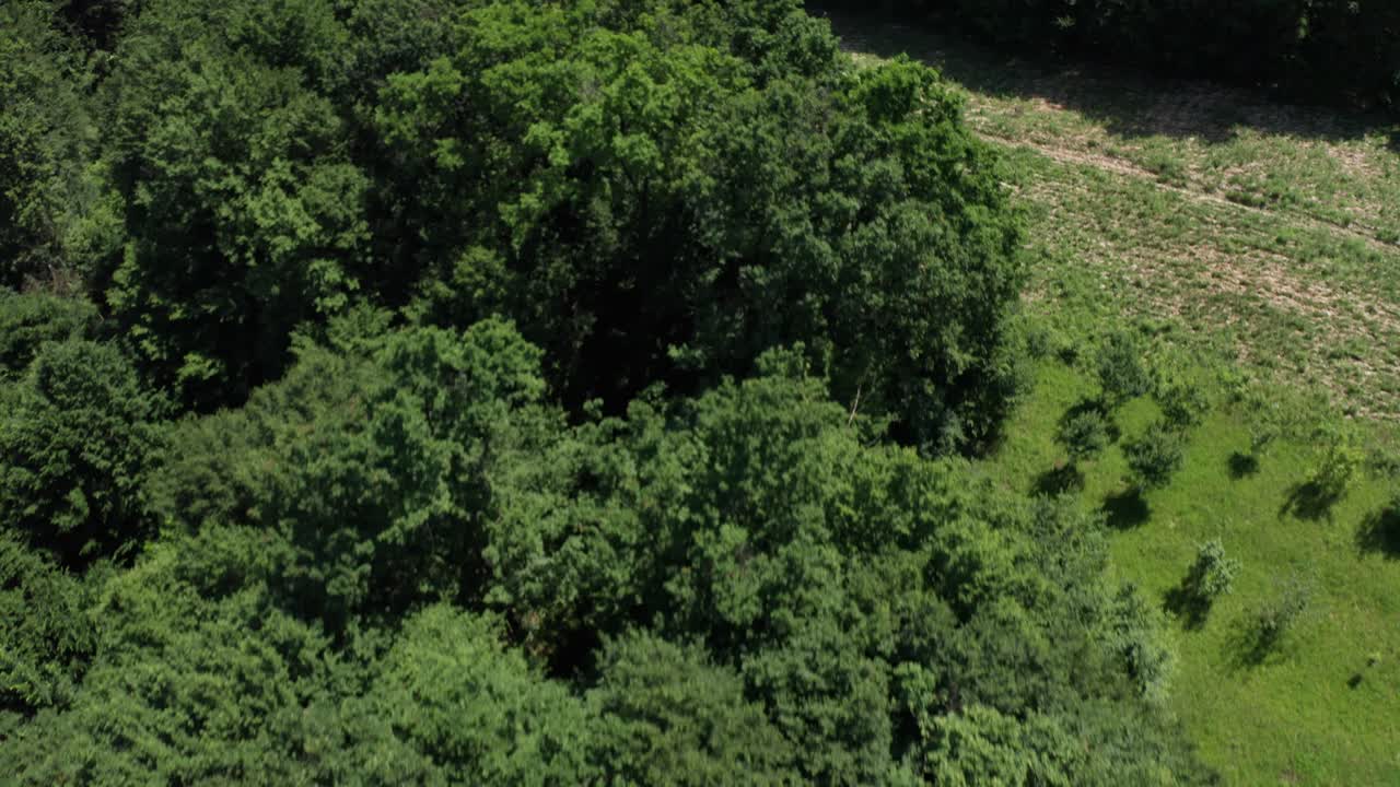 toma cinematográfica de un bosque en bosnia y herzegovina, un pequeño pueblo tiene un hermoso paisaje y árboles verdes y hierba