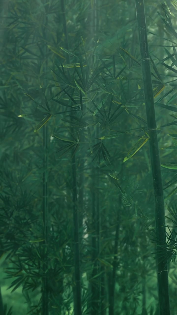 Fitta foresta di bambù nella nebbia durante le prime ore del mattino con luce visibile.