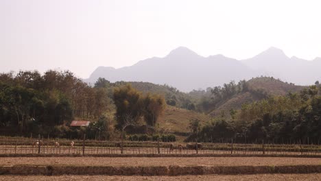 granja de arroz y campos en la ciudad montañosa de nong khiaw en laos, sudeste asiático