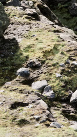 close-up of moss growing on rocks