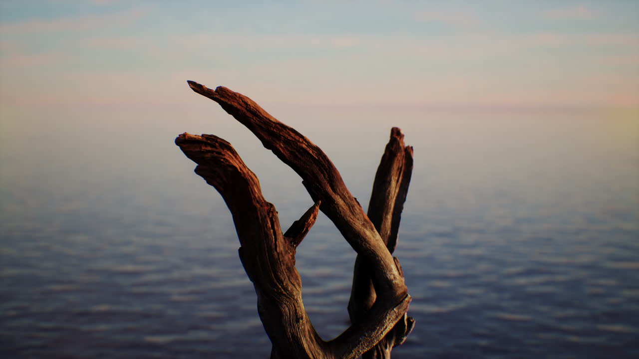 해질녘 해변의 유목