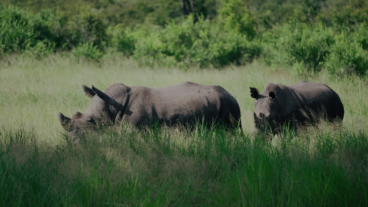 잔디밭에 두 마리의 코뿔소