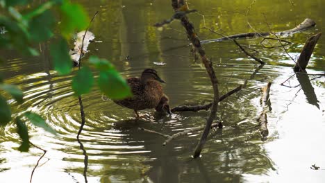 Mallard-duck-with-baby-in-river-cleaning-yourself-and-standing-on-twig