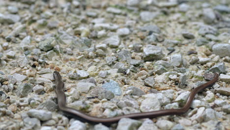 long anguis fragilis worm moving on rocky ground in nature,close up shot