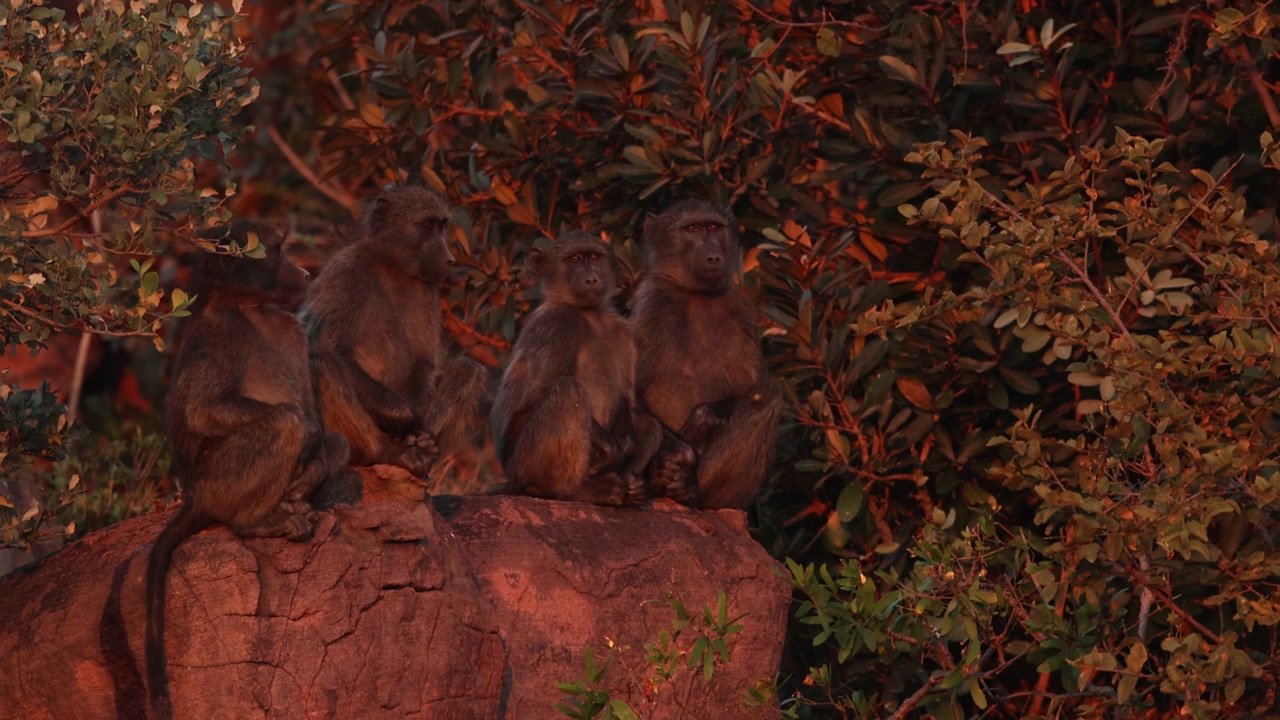Grupo de babuinos chacma descansan juntos en una cornisa rocosa bajo los ricos colores del atardecer.