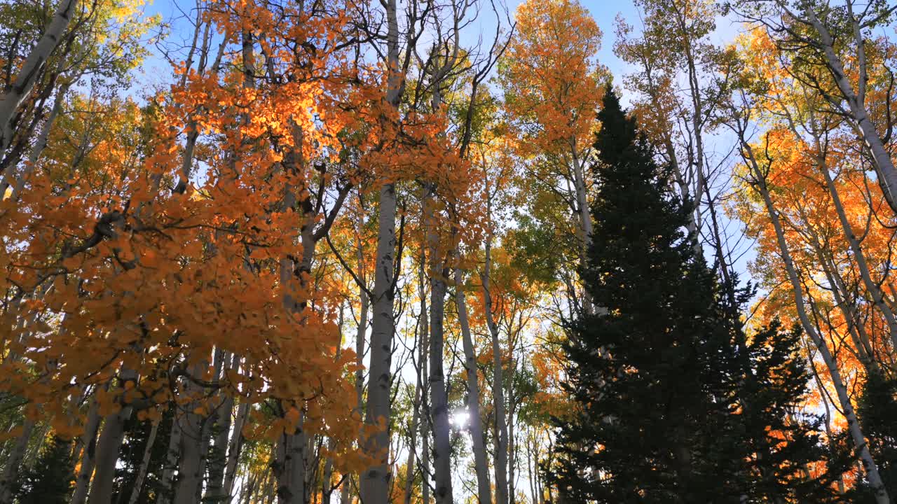 Autumn Fall sunny golden yellow quaking aspen trees grove forest woods aerial drone Colorado Rocky Mountains Kebler Pass Crested Butte Telluride Aspen Snowmass Breckenridge Vail backwards pan down
