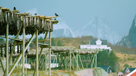 Stockfish-on-the-racks-in-Reine,-Norway