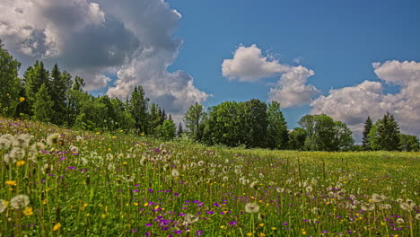 Cielo-Azul-Idílico-Con-Nubes-Blancas-Sobre-Pradera-De-Diente-De-León-Con-Bosque