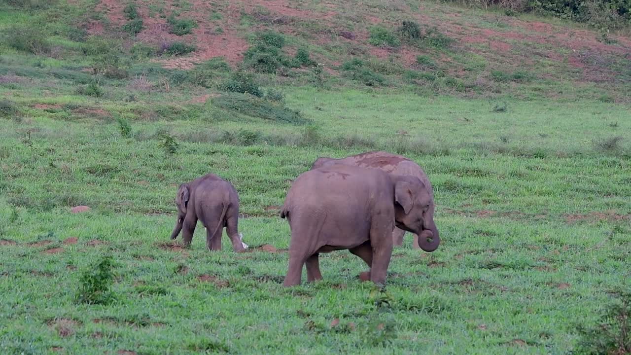 los elefantes asiáticos son especies en peligro de extinción y también son residentes de tailandia