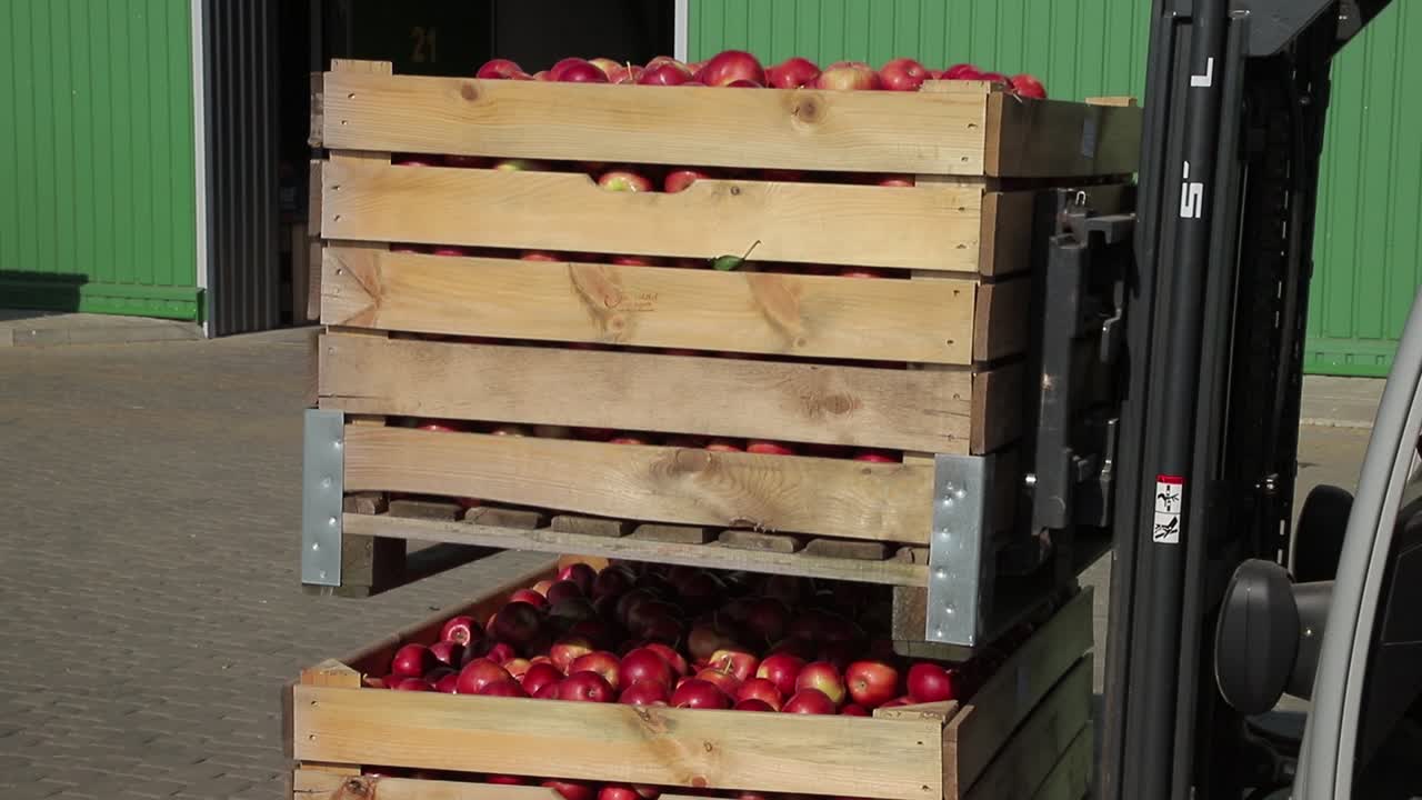 The employee on the electric forklift carry the container wiht ripe apples to inside a fridge airless storage camera. Production facilities of grading, packing and storage of crops of large warehouse.