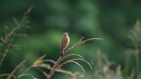 Mirando-Directamente-A-La-Cámara-Mientras-Está-Sobre-Un-Pasto-Y-Luego-Gira-La-Cabeza,-Amur-Stonechat-O-Stejneger&#39;s-Stonechat-Saxicola-Stejnegeri,-Tailandia