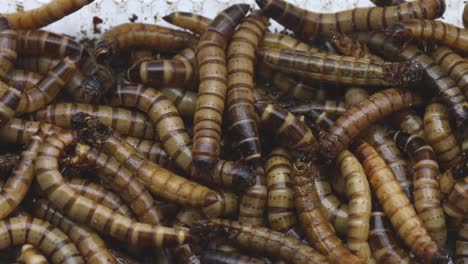 Closeup-of-Giant-Mealworms,-larvae-of-the-Zophobas-Beetle,-zophobas-morio