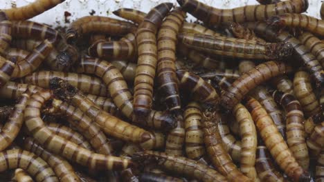 primer plano de gusanos de harina gigantes, larvas del escarabajo zophobas, zophobas morio