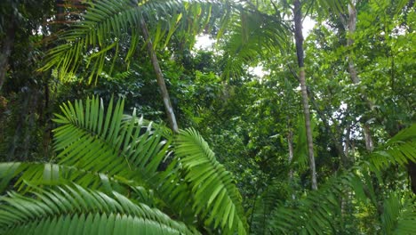 A-close-up-of-a-palm-tree-in-a-rainforest,-rising-up-following-the-thick-branches-towards-the-tree-top-canopy-in-Santa-Marta,-Colombia