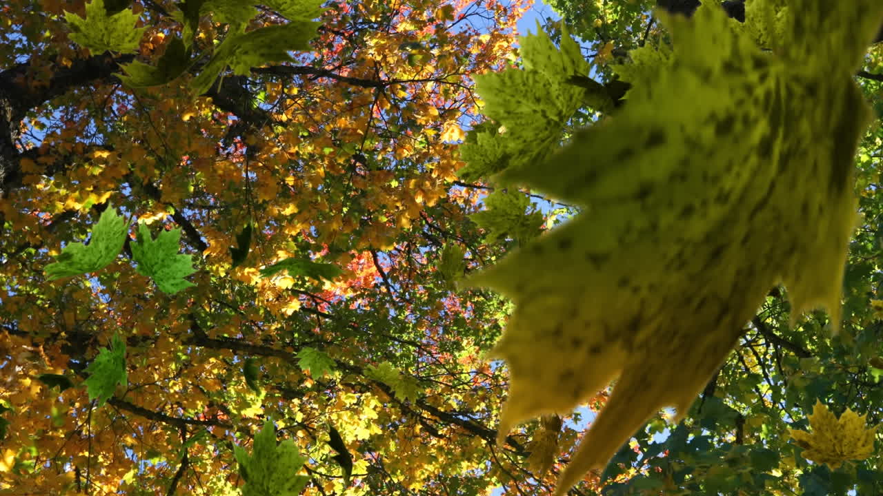 Animation of multiple leaves falling over green forest