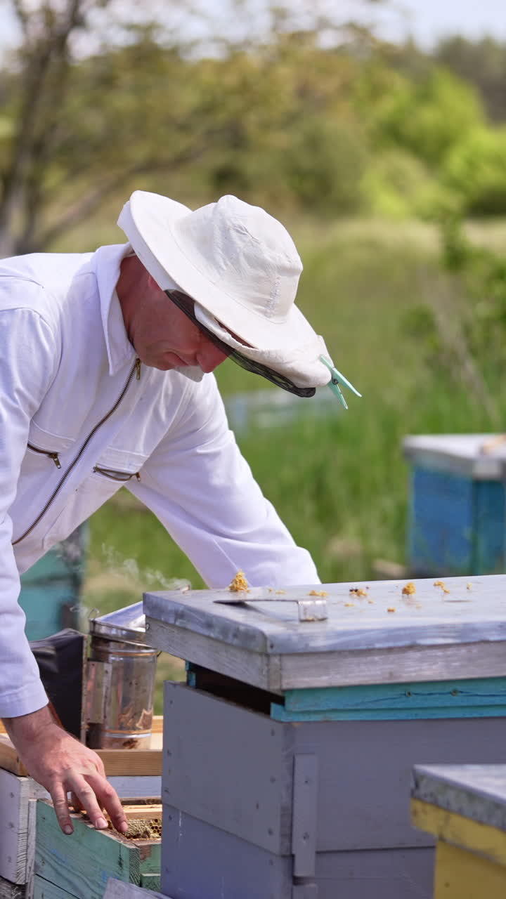 Apiarist wearing white suit working at his bee farm. Man holds a metal instrument and uses it in beehive. Blurred nature backdrop. Vertical video
