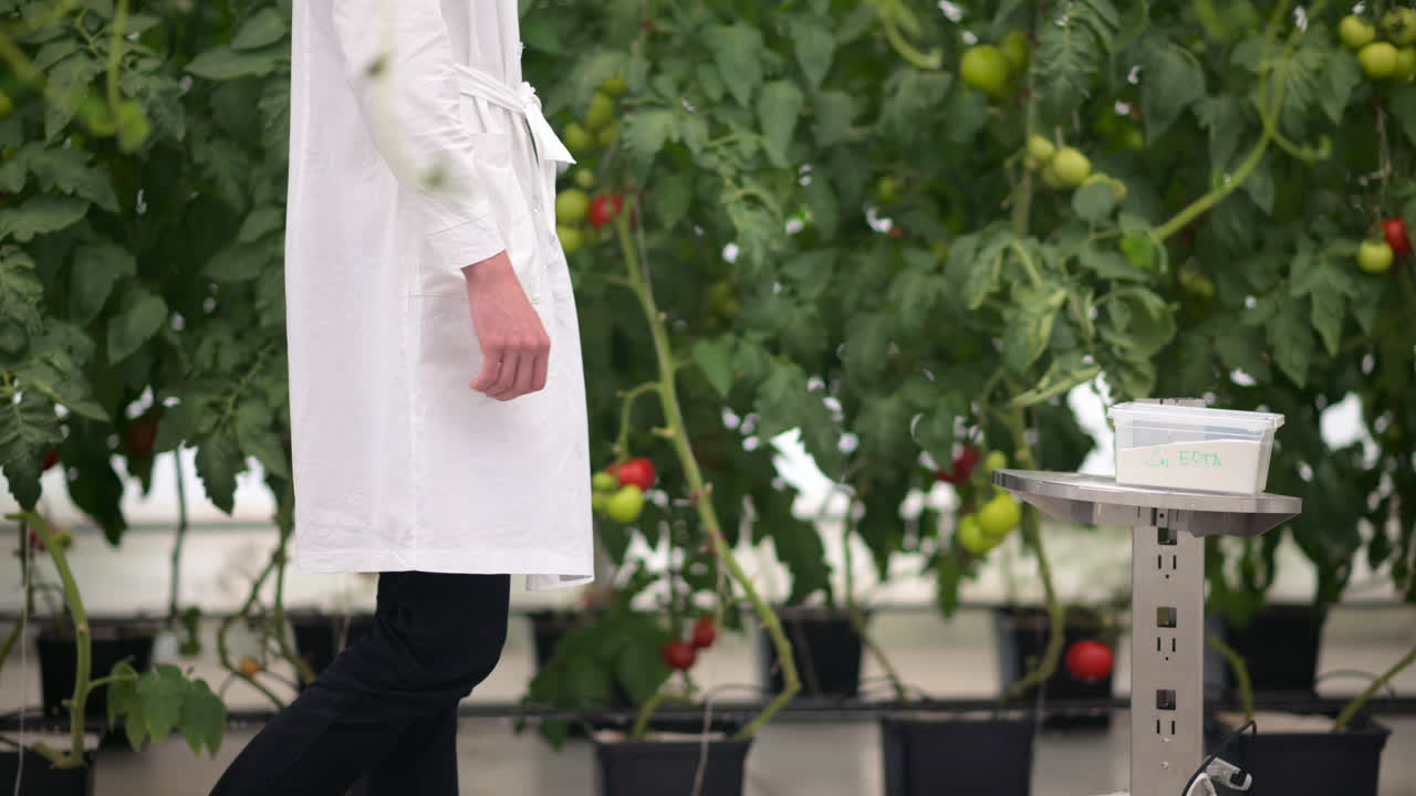 Mobile robotics station and laboratory technician moving near rows of tomatoes in a greenhouse farm