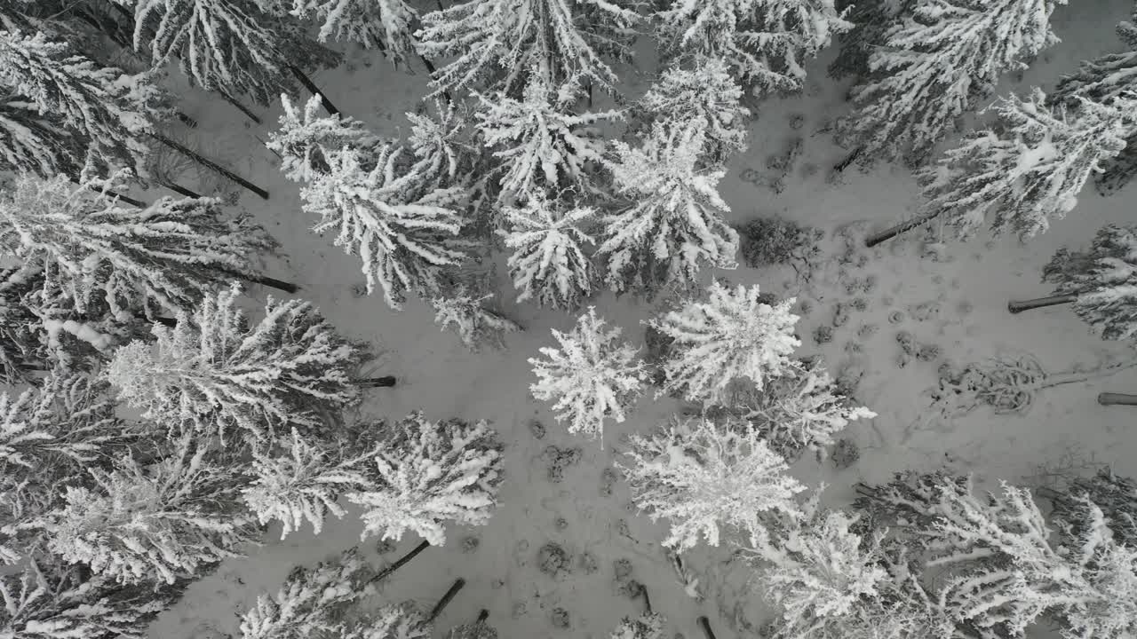 vuelo de avión no tripulado paisaje nevado en la selva negra alemania
