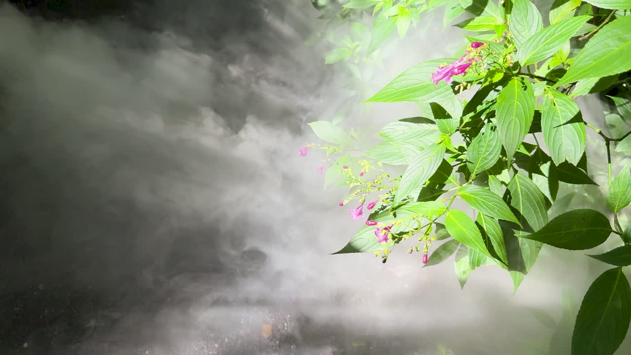 Thick fog envelops green foliage and pink flowers, illuminated by bright, natural daylight