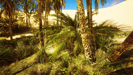 Palmeras-Y-Las-Dunas-De-Arena-En-El-Oasis