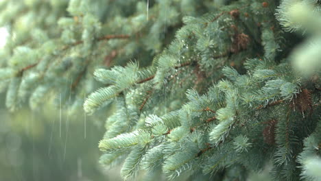 heavy storm rain drops falling over blue spruce tree branches, static