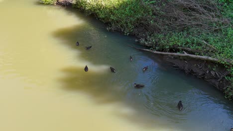 Ducks swim leisurely in a sunlit creek, surrounded by lush greenery, captured from a drone's perspective