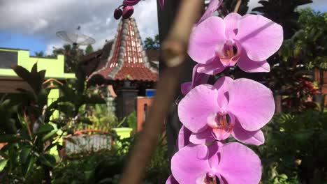 hermosa flor de orquídea púrpura en el jardín de la casa del pueblo
