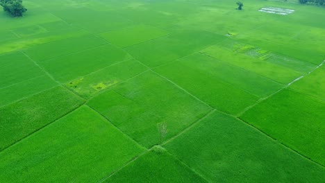 aerial view shot of vast paddy fields