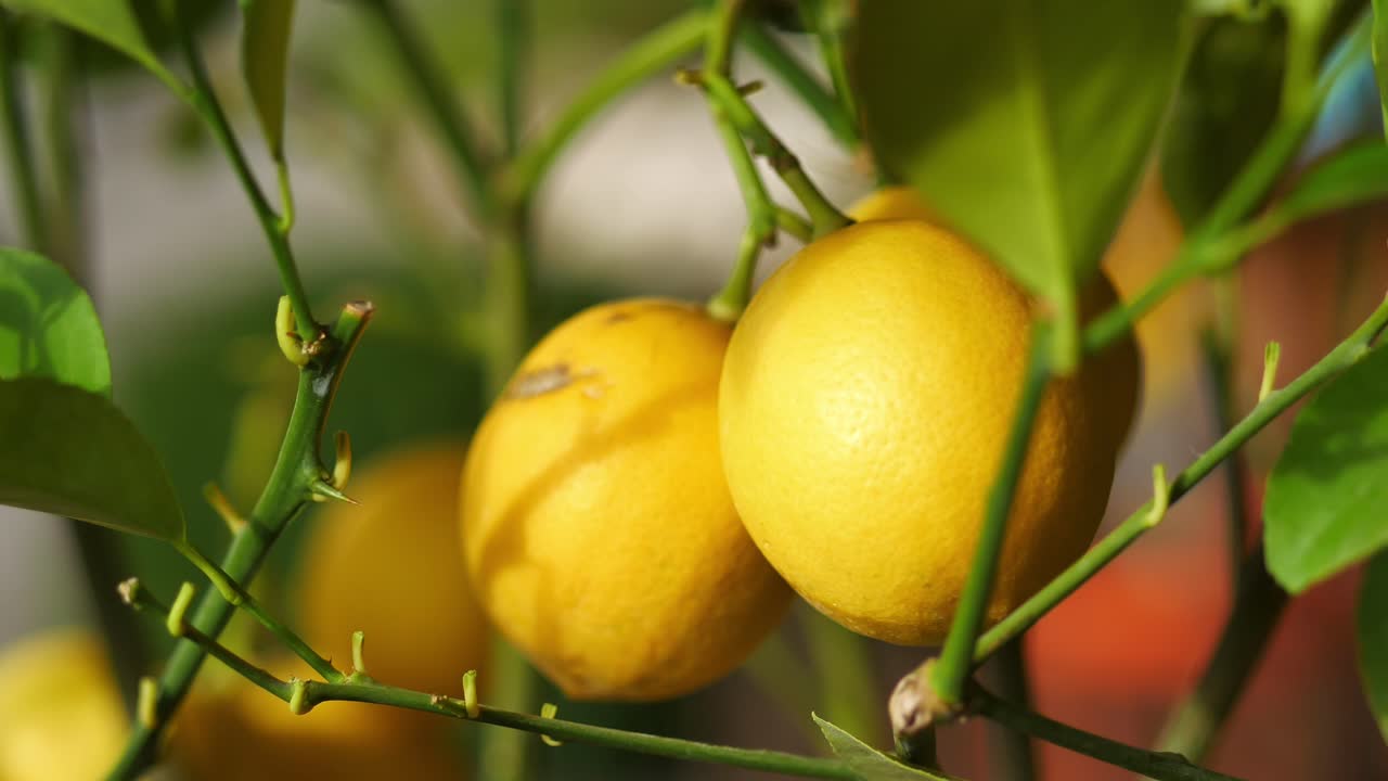Close Up of Lemons on a Tree
