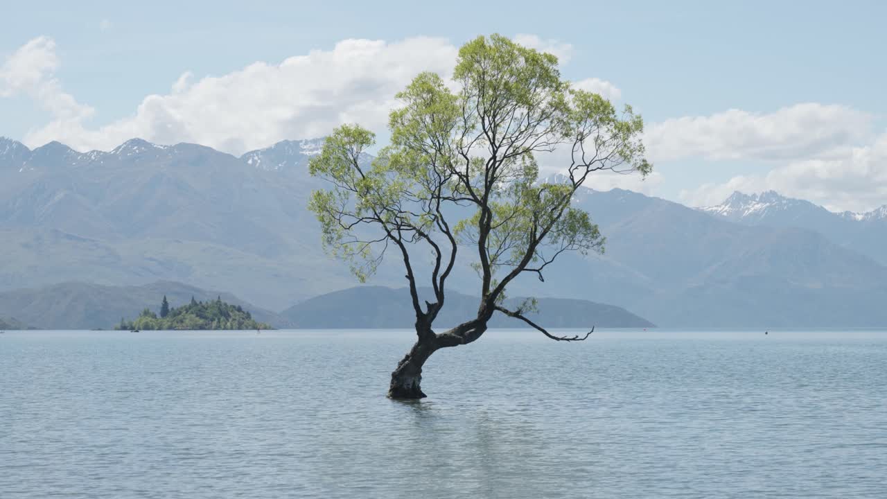 Detail of The Wanaka Tree growing in a lake with mountains behind on a sunny summer day in Wanaka, New Zealand.
