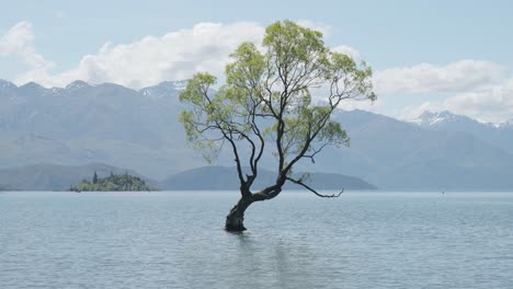 detail of the wanaka tree growing in a lake with mountains behind on a sunny summer day in wanaka, new zealand.