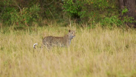 leopardo caminando a través de una densa vegetación camuflado en el desierto de hierba alta de masai mara conservación del norte, vida silvestre africana en peligro de extinción, protección de animales raros de safari