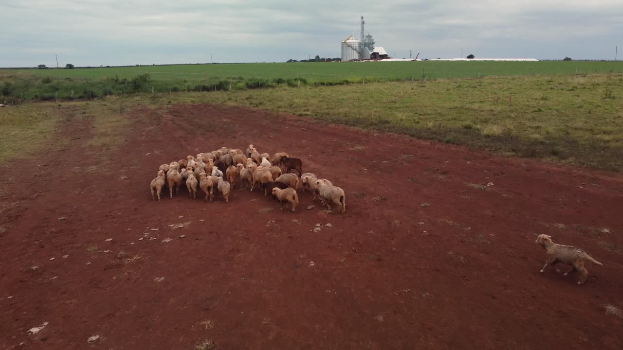 drone de campo de ovejas corriendo suelo nublado